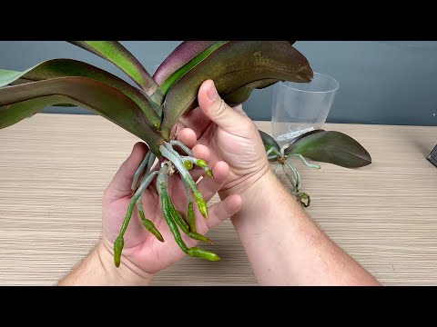 Видео: самая простая и надёжная пересадка орхидей // пересадка трёх орхидей Тако, Принцесса, Квин Кизз