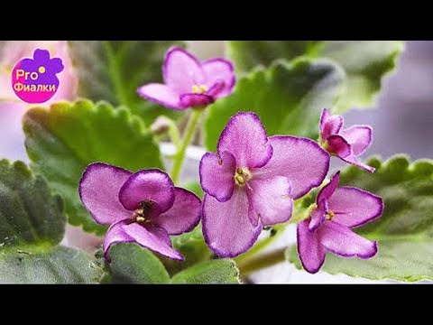 Видео: Как ПОЛИВАТЬ ФИАЛКИ ЛЕТОМ?  3 ОЧЕНЬ ВАЖНЫХ СОВЕТА!