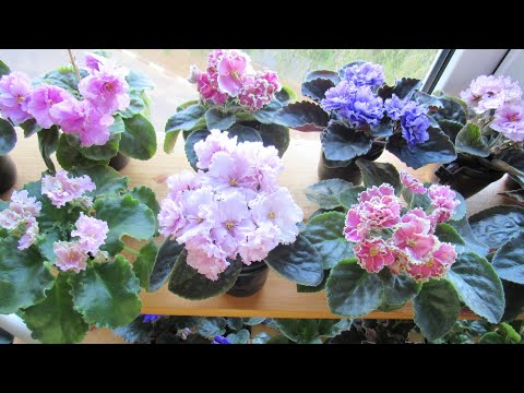 Видео: ФИАЛКИ! КАК ОТРЕГУЛИРОВАТЬ ПОЛИВ!