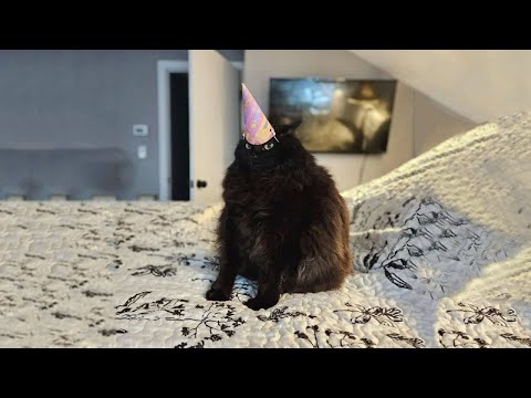 Видео: Подборка самых смешных котов 2025 года 🐱 Смеюсь до упаду! #94