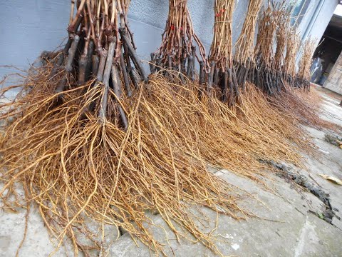 Видео: Можно ли вырастить саженец из черенка 3 ММ ??? 🍇🍇🍇WhatsApp и Viber +79528500417.