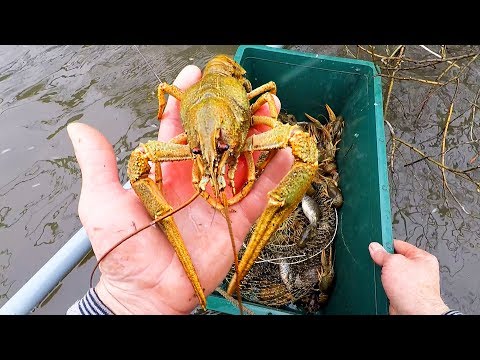 Видео: Ну Теперь Рак Попрёт в Раколовки...! Лучшая Весенняя Приманка!
