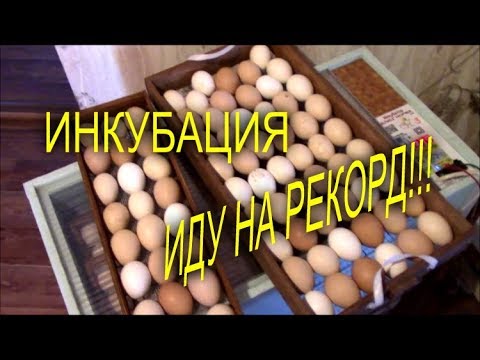 Видео: ИНКУБАЦИЯ//УДАЧНЫЙ ЭКСПЕРИМЕНТ НОВЫЙ РЕКОРД//МОЯ ЛЮБИМАЯ УСАДЬБА