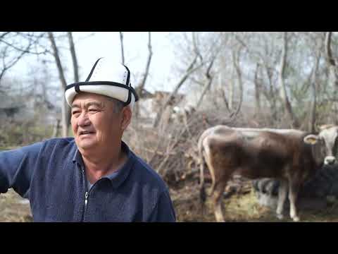 Видео: Эли эмгекчил Кызыл-Октябрь айылы...