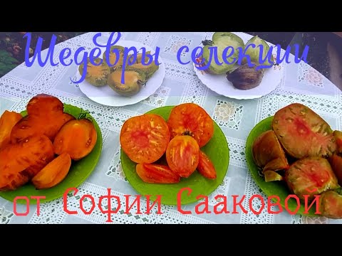 Видео: 21. ДЕГУСТАЦИЯ ТОМАТОВ селекции СОФИИ СААКОВОЙ. Август 2025 год.