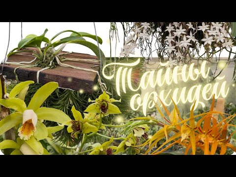 Видео: Тайны орхидей: прогулка, история и красота, от которой захватывает дух