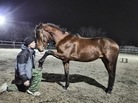 Видео: Лошадь нарушает личное пространство. Что делать?The horse violates personal space. What to do?