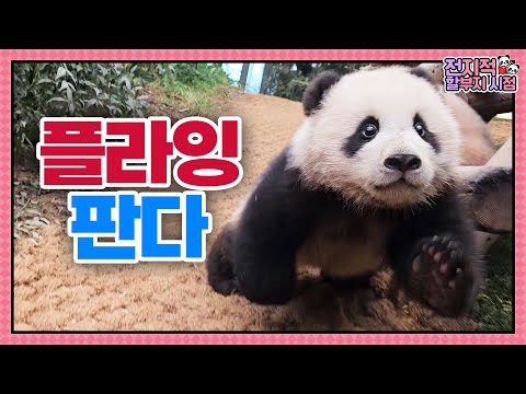Видео: (SUB) Летающая Панда? Малыши панд бегают очень быстро 🐼│Мир панд