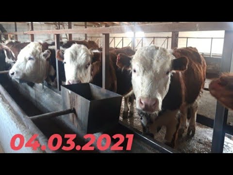 Видео: Вздутие бычков , причины ,откорм пшеница или ячмень.