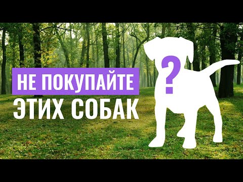 Видео: ТОП-5 ПОРОД СОБАК, КОТОРЫЕ НЕЛЬЗЯ ПОКУПАТЬ пока вы не посмотрите это видео