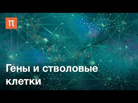 Видео: Гены и стволовые клетки — курс Сергея Киселева