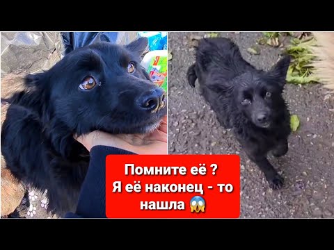 Видео: Мужчина утопил щенят😱. Я нашла ту самую бездомную собаку. Собираем её в Германию🇩🇪