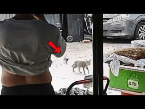 Видео: Моя кошка вдруг принесла домой котёнка с улицы, а на следующий день принесла ещё двоих.