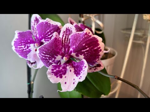 Видео: В гостях у зрителей ( коллекция Людмилы ) часть 2