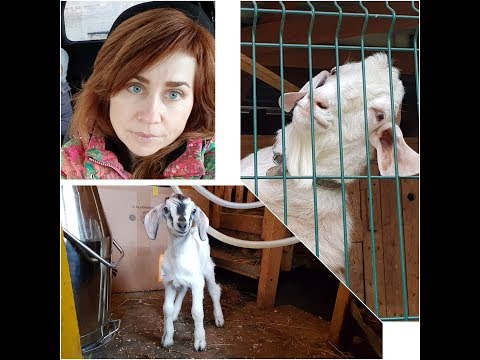 Видео: Разговор о козах.