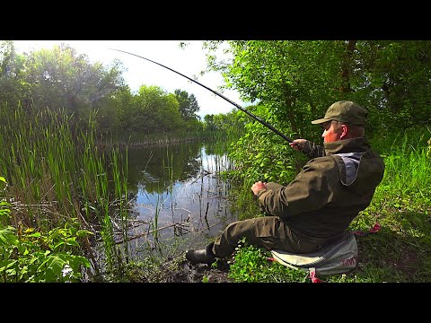 Видео: ЗАБРОСИЛ ПОПЛАВОК В ЛЕСНОЙ, ЗАТОПЛЕННЫЙ ОВРАГ.... Рыбалка на карася в мае.