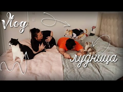 Видео: 🥴 кучешки неща , работа и щуротии