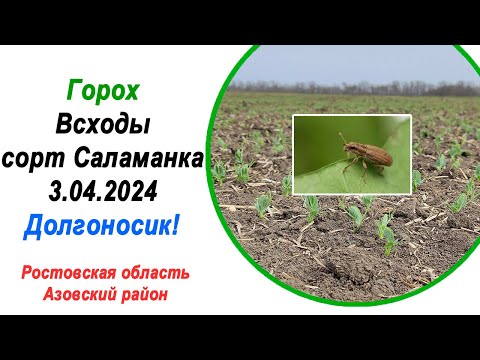 Видео: Всходы гороха, сорт Саламанка | 3 апреля 2024