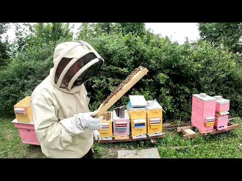 Видео: Шестирамочник в работе