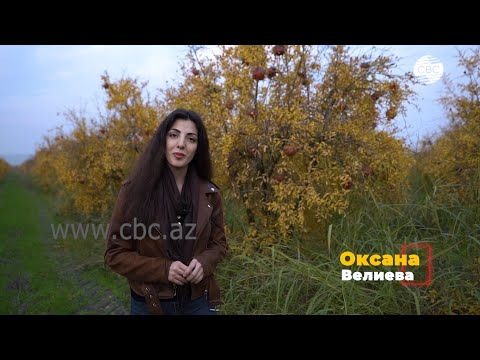 Видео: ГРАНАТ – СИМВОЛ АЗЕРБАЙДЖАНА