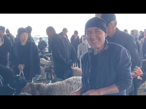 Видео: Туркестан Мал Базар Қой Қошқар Тоқты 26.10.2025
