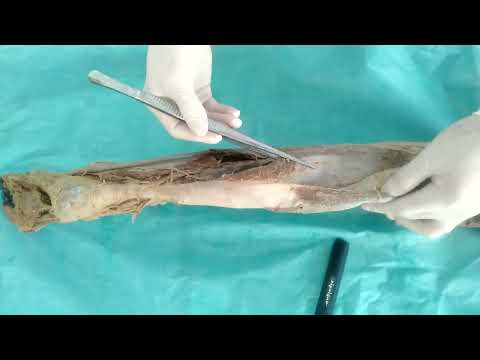 Видео: мышцы 6   Сирақ бұлшықеттері