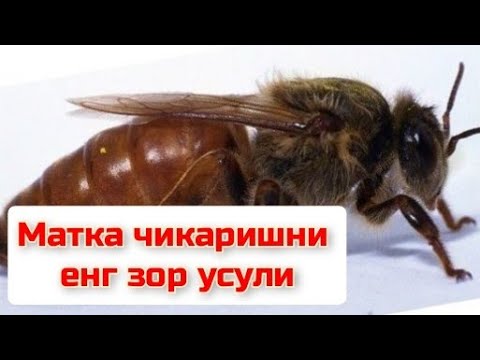 Видео: Матка яни Она ари чикариш учун система #асал #асаларичилик #пчеломатки #пчеловодство #пчёлы #пчёлы