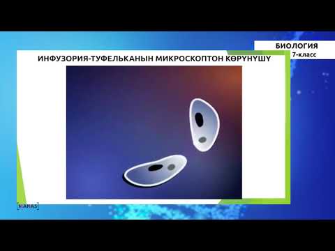 Видео: 7 класс - Биология - №2 - Бир клеткалуулардын түзүлүшү