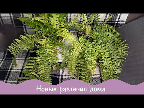 Видео: Про цветы. Новинки в коллекции. Афеландра белая. Нефролепис Тигр.