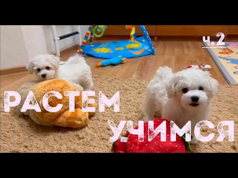 Видео: Рождение и воспитание щенков бишон фризе в питомнике Агнелль Де Неж, 2-й и 3-ий месяц жизни, часть 2