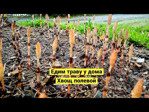 Видео: Едим траву у дома! Хвощ полевой
