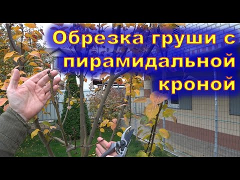 Видео: Обрезка груши с пирамидальной кроной