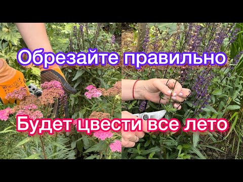 Видео: Как правильно обрезать шалфей для постоянного цветения, ,разные сорта спиреи режем по разному