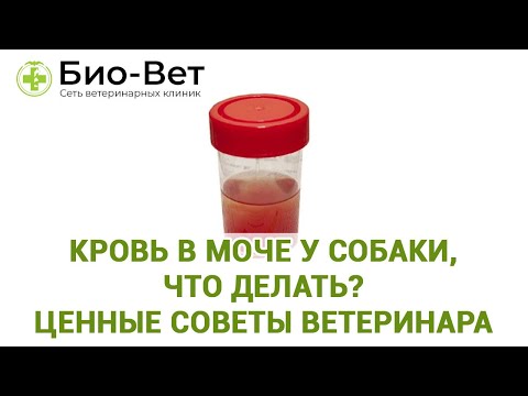 Видео: Кровь в Моче у Собаки - Причины и Что Делать // Сеть Ветклиник БИО-ВЕТ