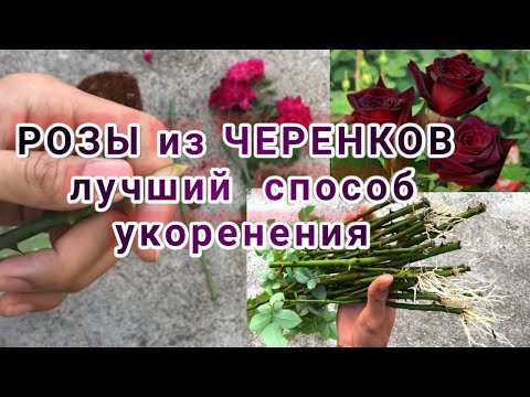 Видео: РОЗЫ из ЧЕРЕНКОВ лучший  способ укоренения