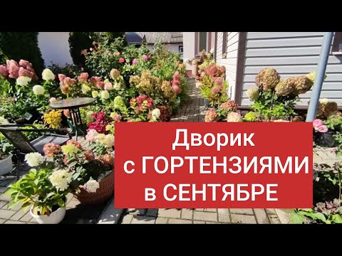 Видео: Гортензии 11 сентября 2023 г.