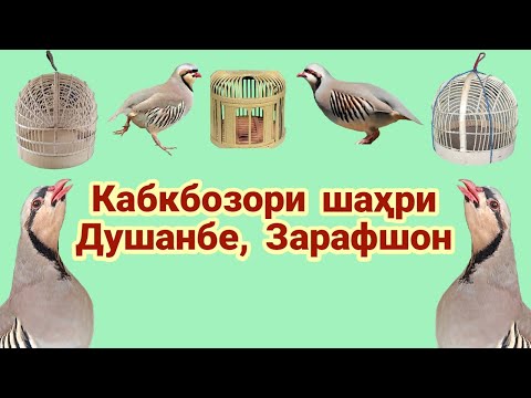Видео: Кабкбозори ш. Душанбе Зарафшон 19.02.2022