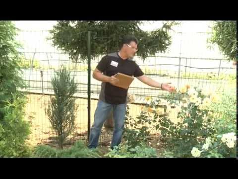 Видео: Отвечаем на вопросы о разведении роз. Розовое настроение. Выпуск 7