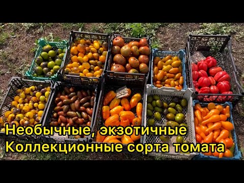 Видео: 10 Самых красивых сортов томата в наших теплицах! Обзор