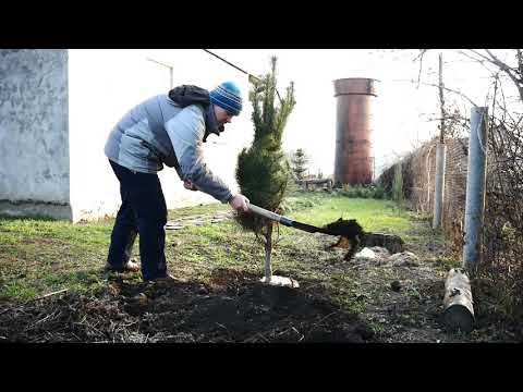 Видео: Как пересадить сосну из леса. Часть 2 посадка