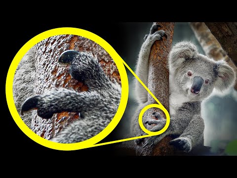 Видео: 41 редкий факт, который покажется вам придуманным (но это не так)