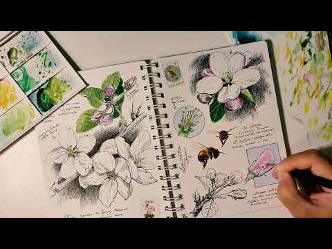 Видео: Ботанический скетч №2 - Яблоня