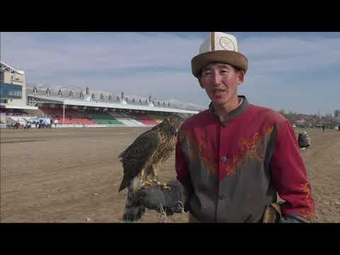 Видео: "Кушту он беш күндө үйрөттүм" - мүнүшкөр Айбек уулу Салават. Салбуурун мелдеши