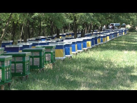 Видео: Пром ПАСЕКА семьи Ничик - пример для подражания.