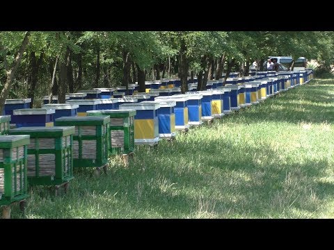 Видео: Пром ПАСЕКА семьи Ничик - пример для подражания.