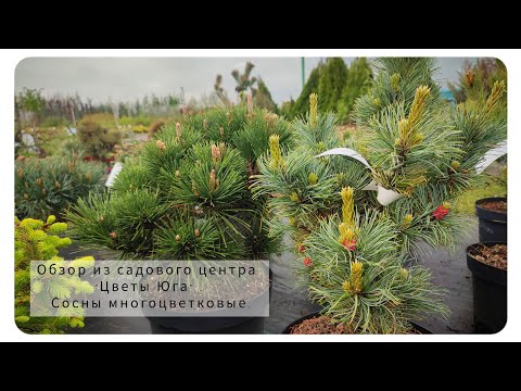 Видео: Небольшой обзор из садового центра "Цветы Юга" . Сосны многоцветковые. Сосна бергман