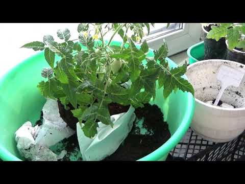Видео: Как спасти залитое растение