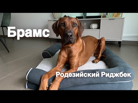 Видео: Риджбек | содержание щенка | нужна ли клетка?