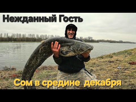 Видео: Рекордный сом на спиннинг, ловля сома на Райне! Рыбалка на сома! #спиннинг #рыбалка #сом