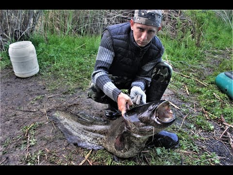 Видео: ЖЕСТЬ ВОТ ЭТО СОМ ! Крупный сом на перемет. Рыбалка с ночевкой. Ночная рыбалка на сома.